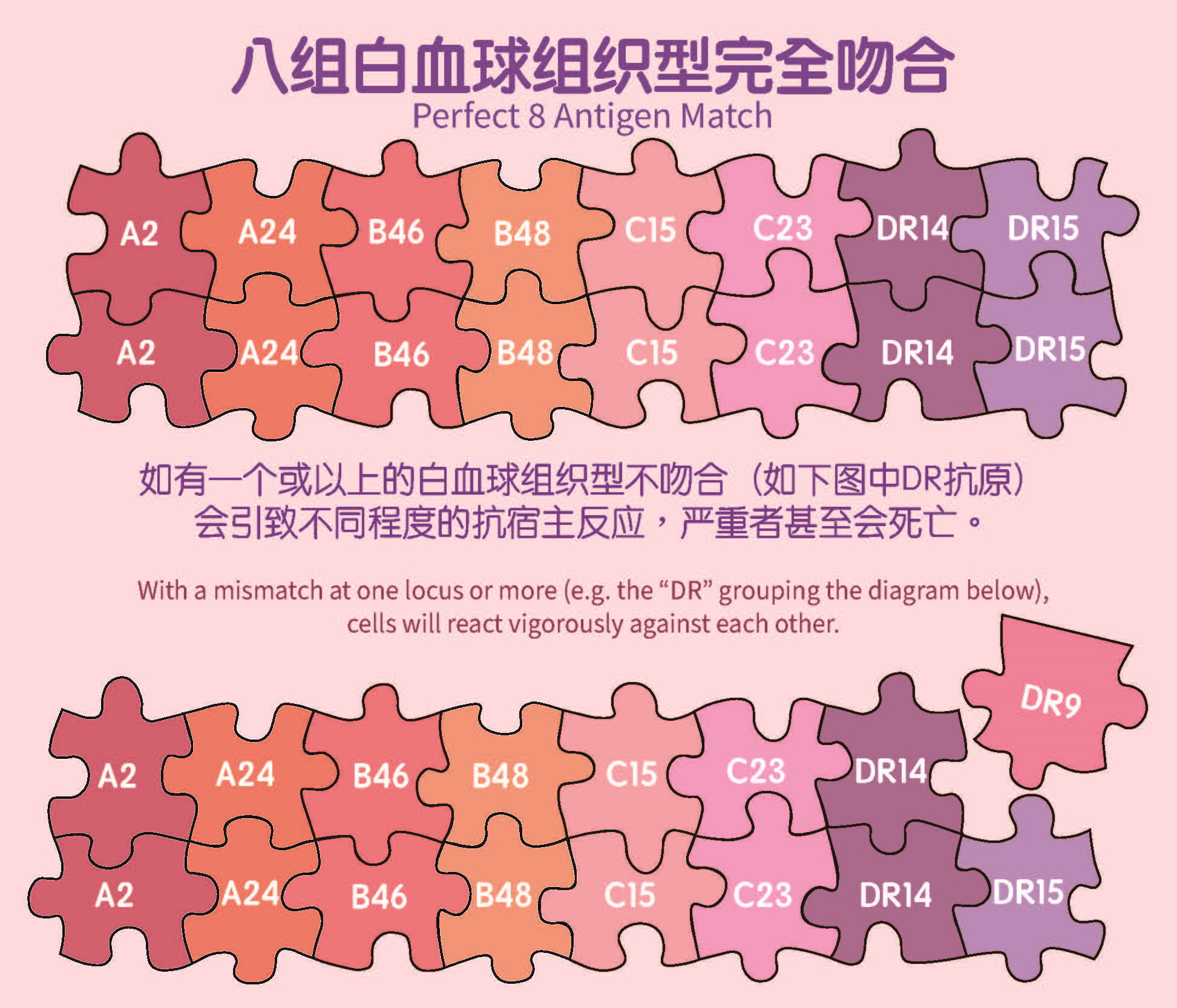 白血球组织型( HLA ) 圖片: 白血球组织型( HLA )